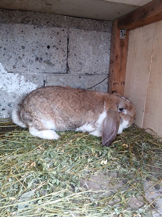 Vând femelă Berbec German!