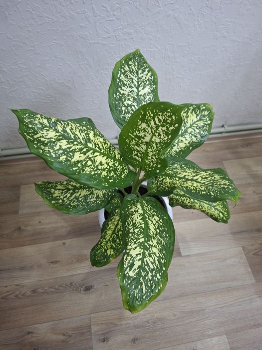 Продам комнатный цветок - Диффенбахия