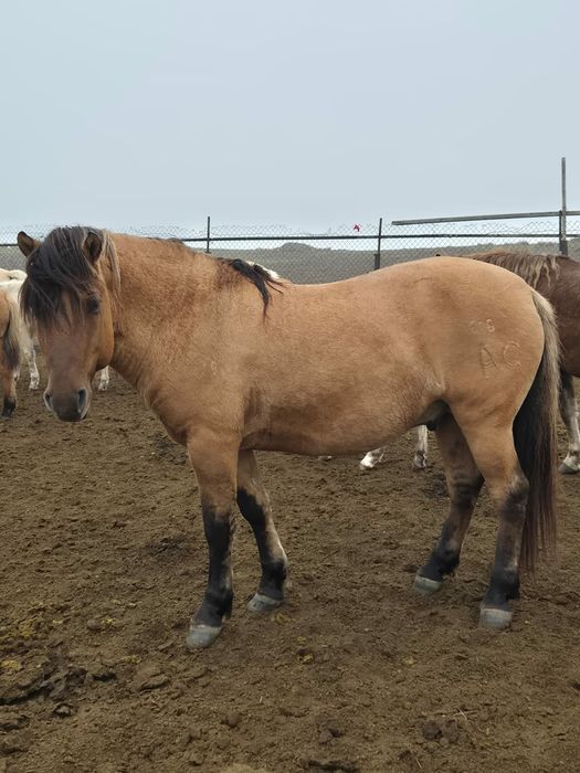 Мугалжар жабагылар