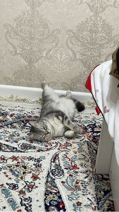 Британская короткошёрстная кошечка