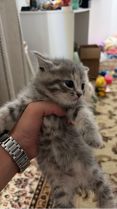 Отдам котенка бесплатно