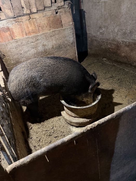 Диво прасе женско на 2 г