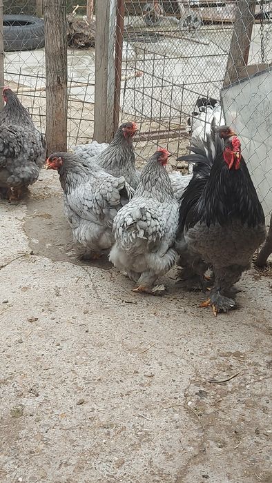 Ouă disponibile Găini de rasa