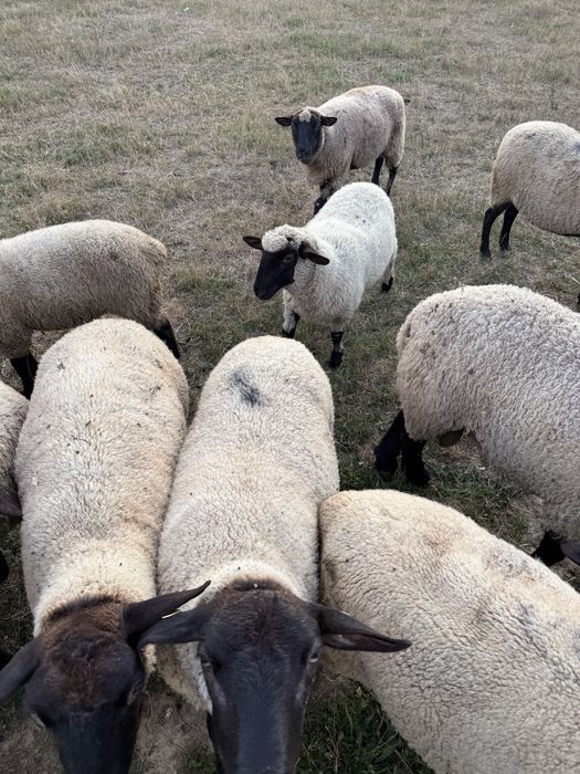 Vand oi sulfok bine ingrijite si tratate