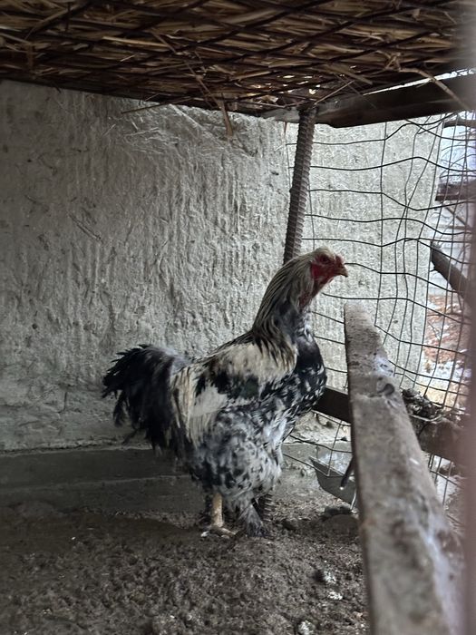 Brama xo‘roz sotiladi (yirik zot)