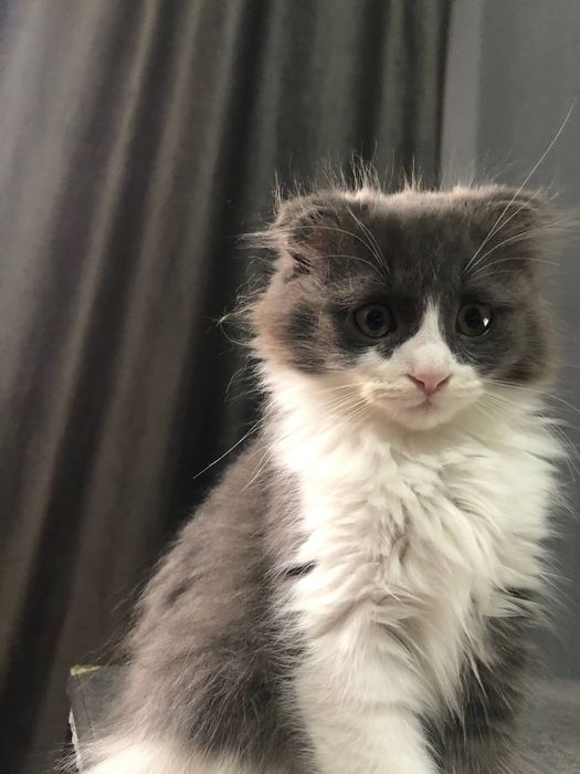 Вислоухий шатландиц СКОТТИШ ФОЛД