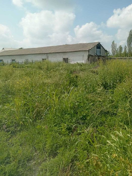 Чорвачилик учун ферма ижарага берилади