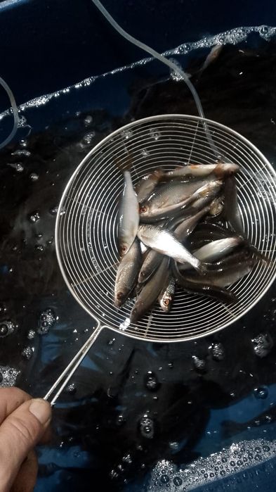 Продам живцов  разного размера