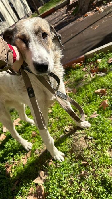 Классная собака в добрые руки, девочка, очень добрая, не на цепь!!! Бе