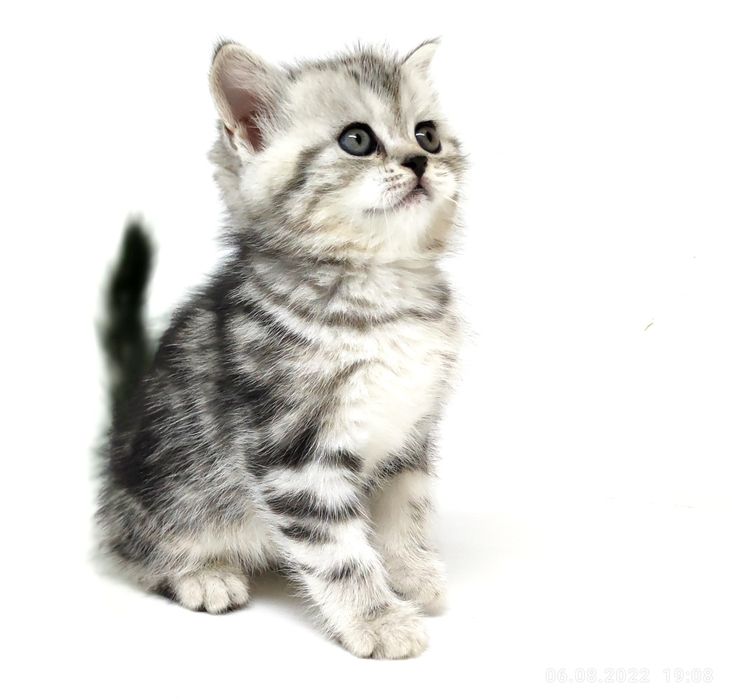 Котик и кошечка шотландские