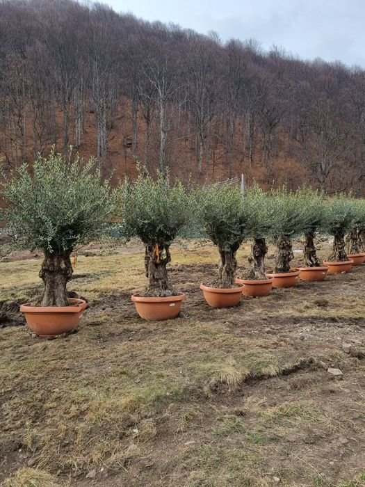 Plante ornamentale