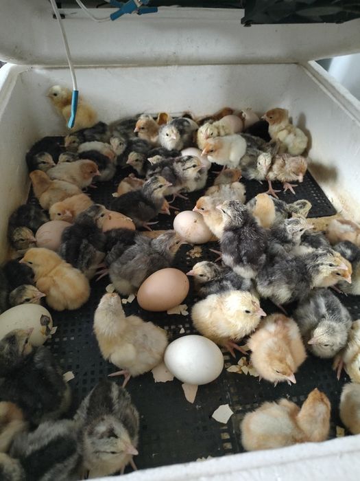 Породистые цыплята