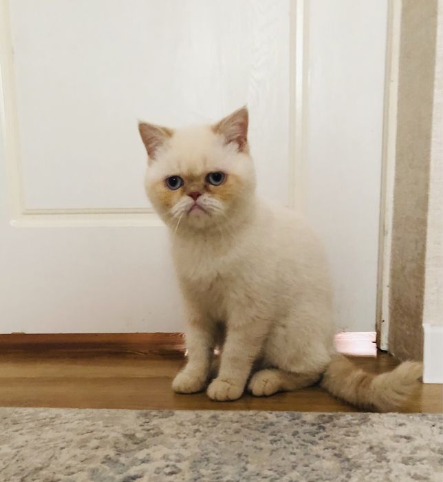 Porno pivo olib kelishga yordam berdi