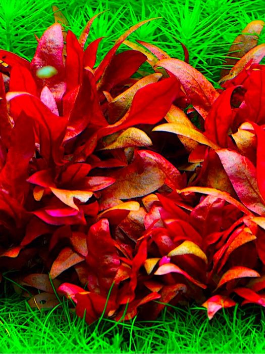 Альтернатера Рейнека мини