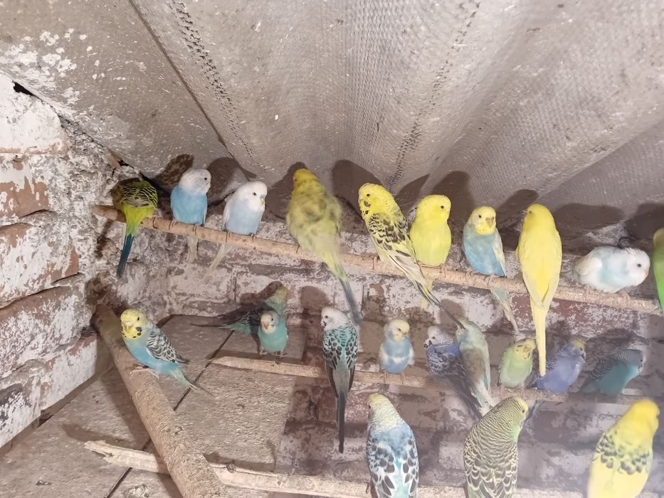 Peruși de vânzare  35 lei la angro  30 bucăți