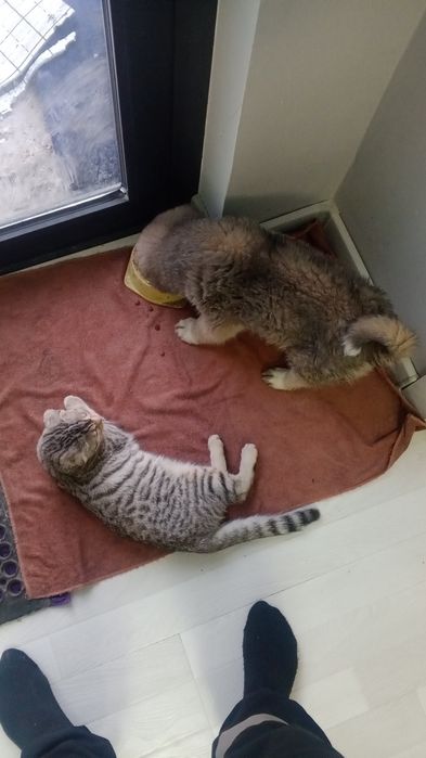 Alabay kavkaz 45kunlik