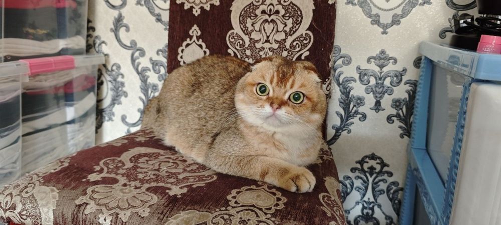 Вязка!!! Шикарный Scottish Fold.