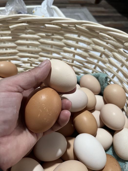 Продам домашние яйца