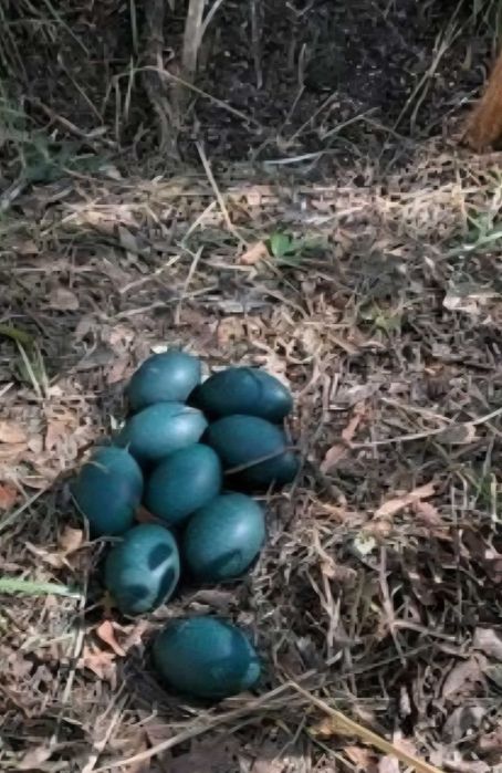 Vând Ouă de Struț Emu