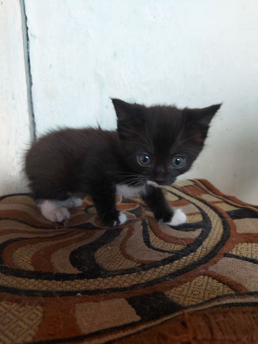 отдам котят в хорошие руки.