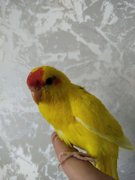 Ruchnoy popugay kakarik sotiladi