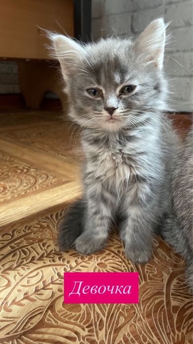 Отдам котят в добрые руки