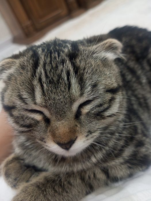 Котёнок пропал...