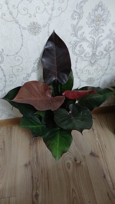 Комнатные растения