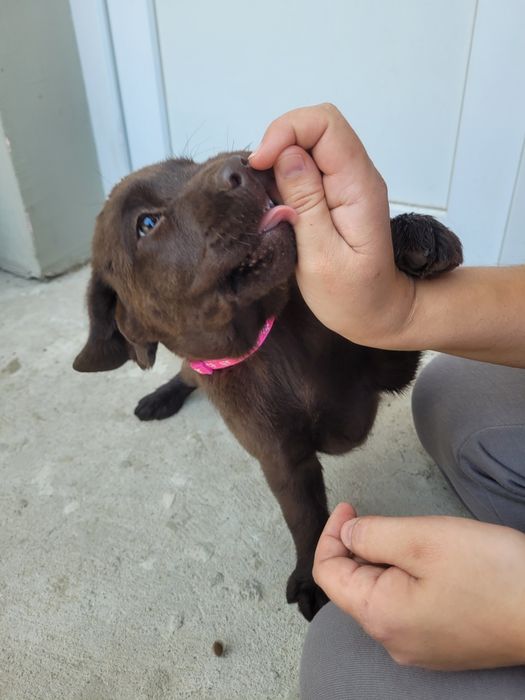 Femelă Labrador Ciocolatiu