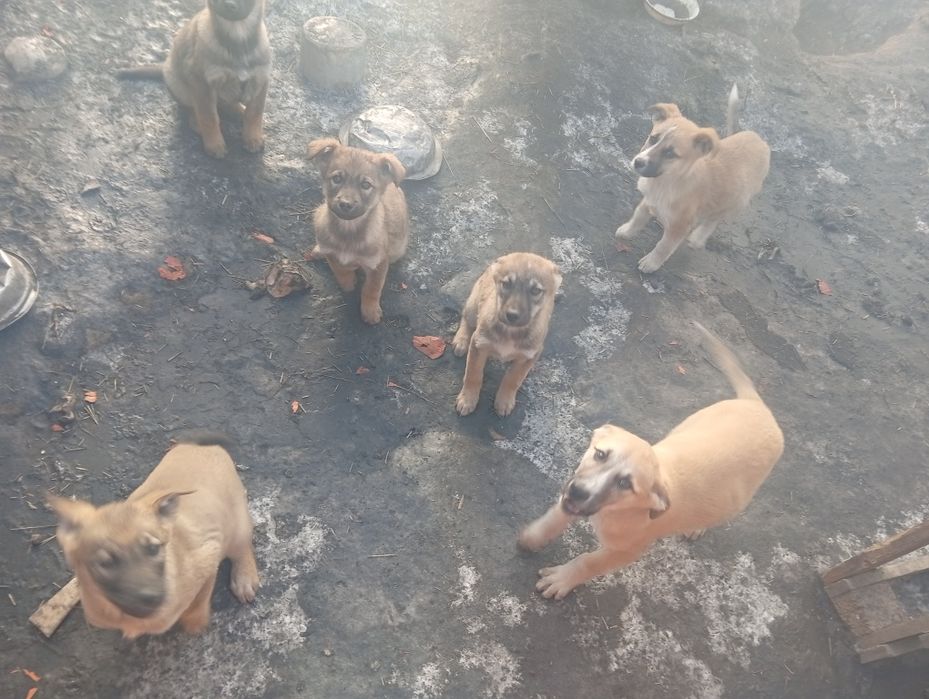 Отдам даром щенков