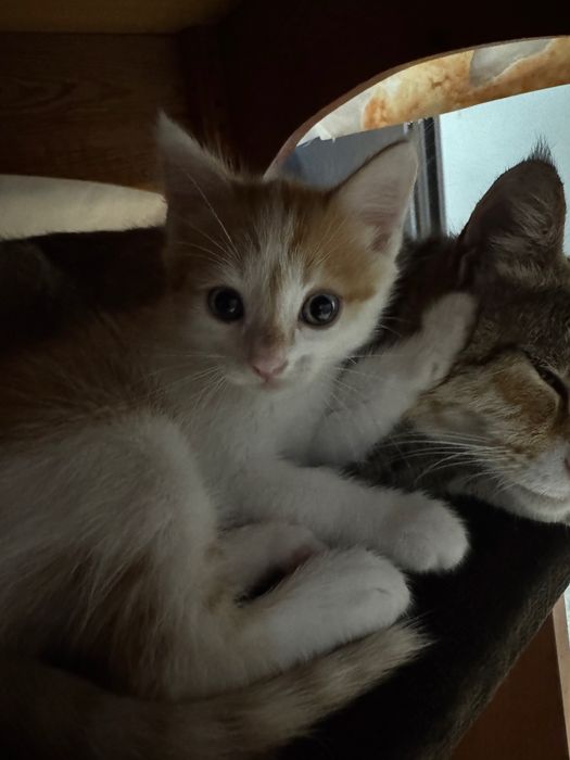 отдам котенка в добрые руки