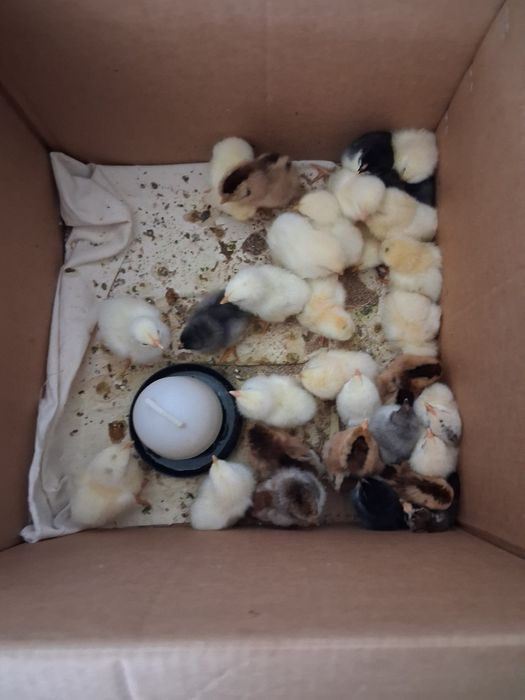 Цыплята разные породы