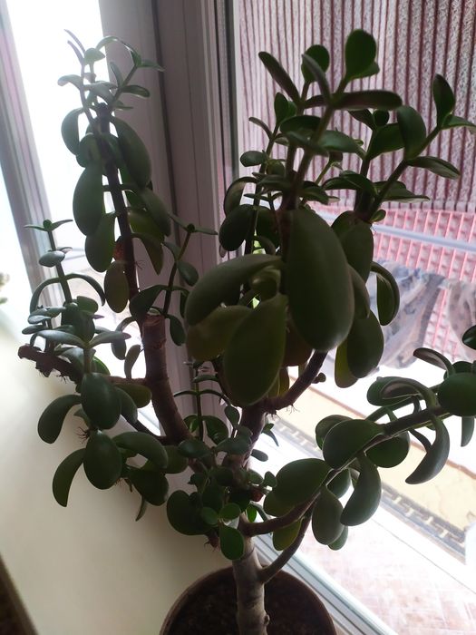 Продам денежное дерево