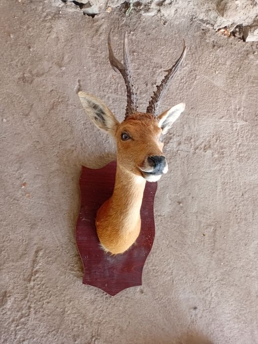 Чучело головы оленя.