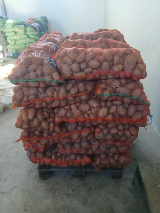 Cartofi consum si samanta