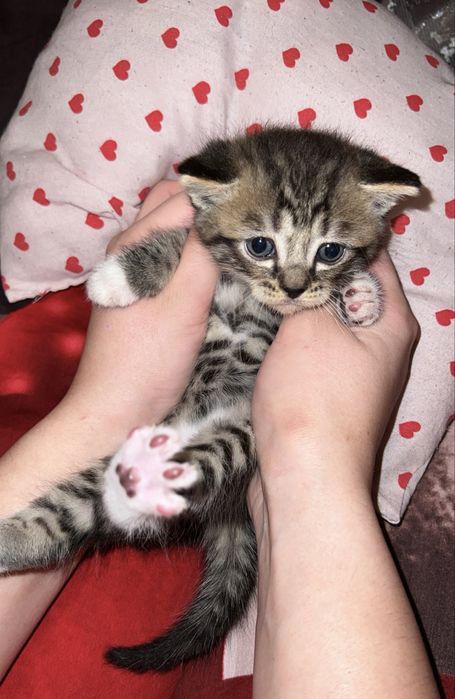 Британский котёнок