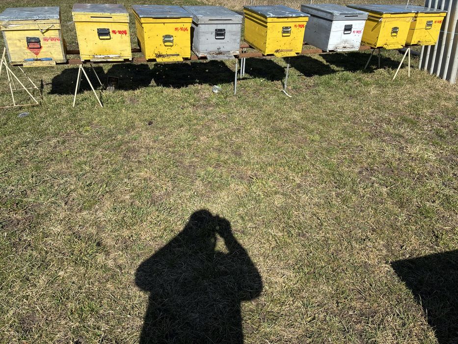 Disponibile 10 familii de albine din 20