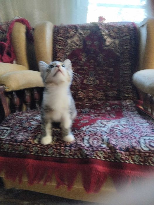 Кошечка тигрового окраса в добрые руки