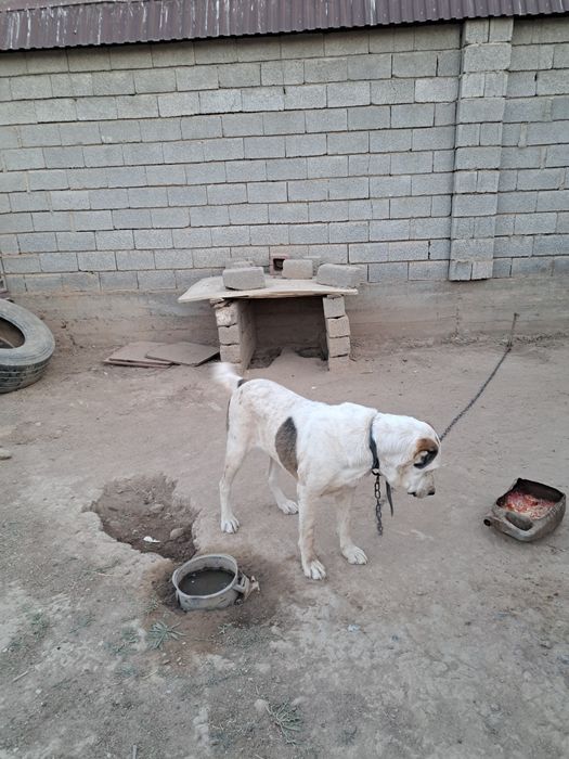 Ұрғашы алабай 2 жасар