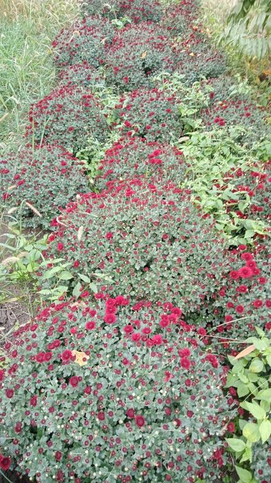 Продаётся цветы- Глобус