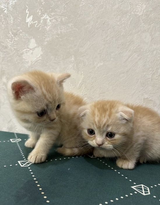 Британские котята