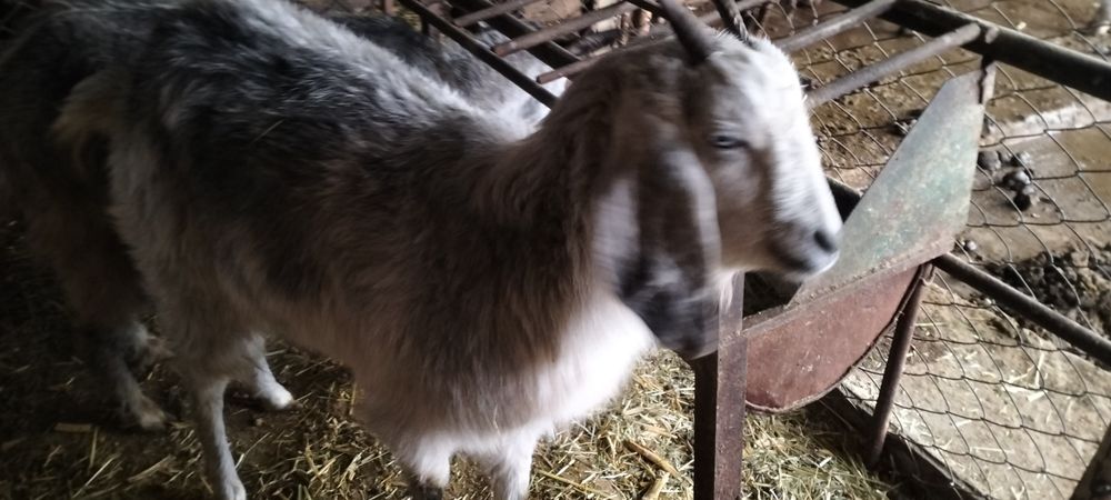 Ешкі.              .