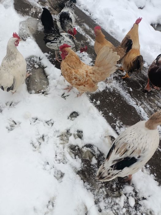 Vand ratoi pitica olandeza si cocosi pitici