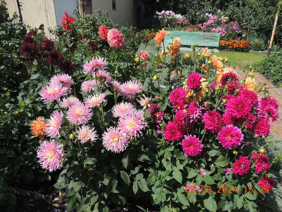 Георгины сортовые