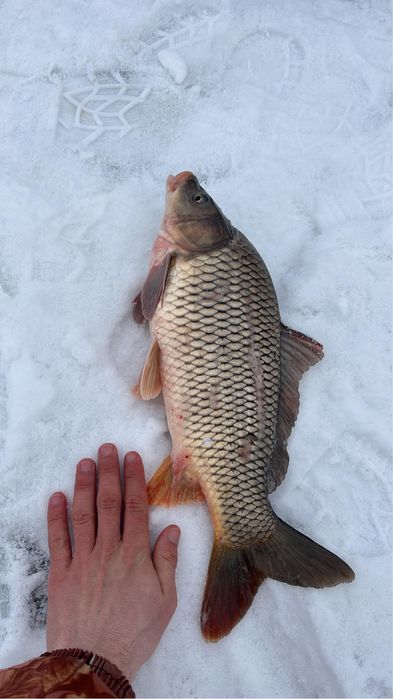 Рыбец ,сазан,судак