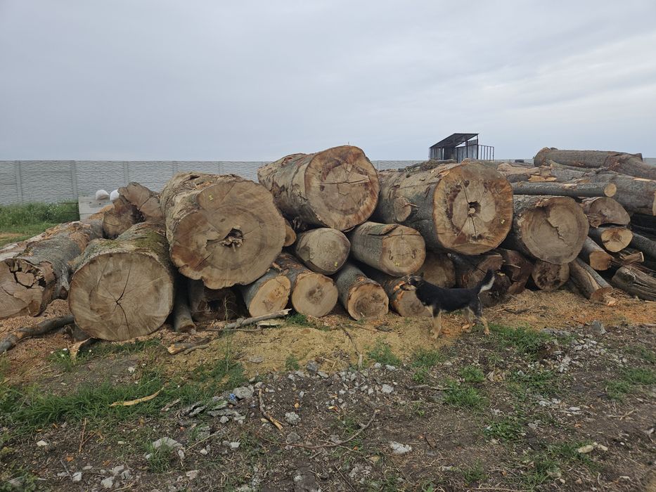 Lemne de foc uscate stejar,fag si carbuni