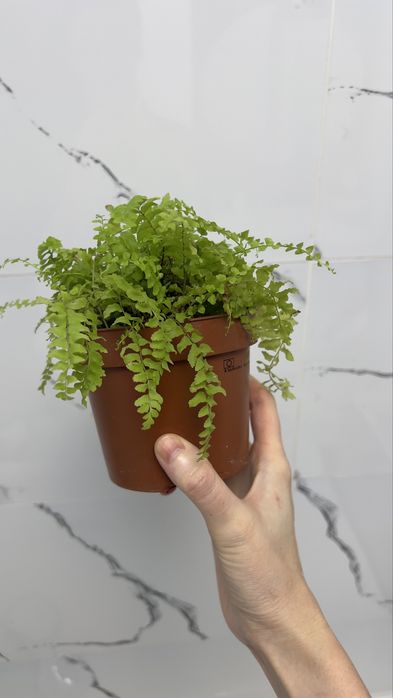 Папоротник Нефролепис Бостон