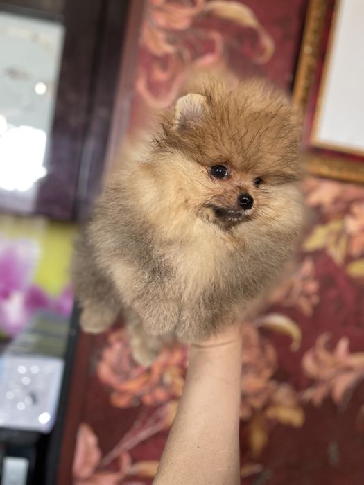 Щенки шпица