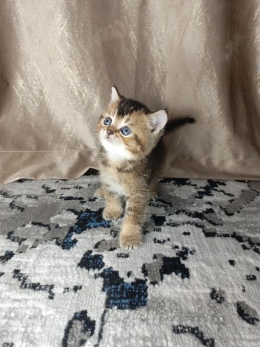 Вислоухие котята