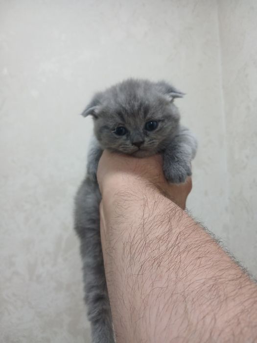 Продаётся котята чистокровные шотландские фолд и страйт мушукчалар сот